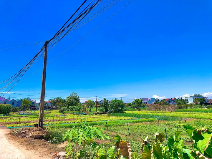 BÁN ĐẤT TRÀ QUẾ – VIEW LÚA CỰC ĐẸP – GẦN BIỂN AN BÀNG & SÔNG CỔ CÒ (MS470)